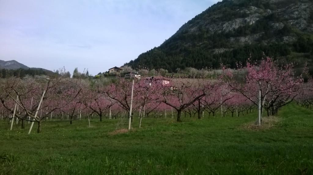 Casa Da Aldo Villa Castelfondo ภายนอก รูปภาพ